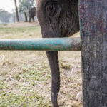 2024-10 - Népal - J11 - Parc National de Chitwan - 114